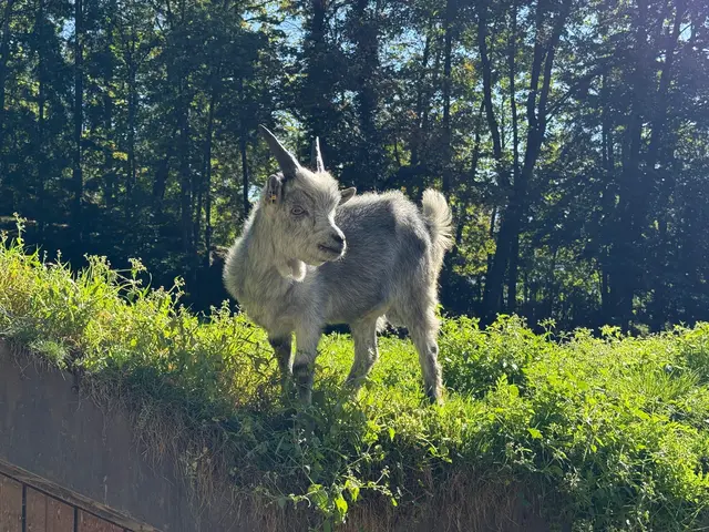Der Alpenzoo Innsbruck hat auf seinem Bauernhof seit letztem Wochenende einen ganz besonderen Bewohner: Merlo, ein junger Blobeziegenbock. | Foto: Alpenzoo