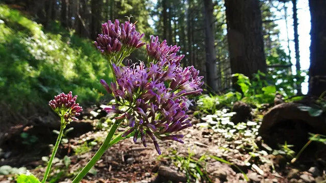 Foto: © Silvia Plischek