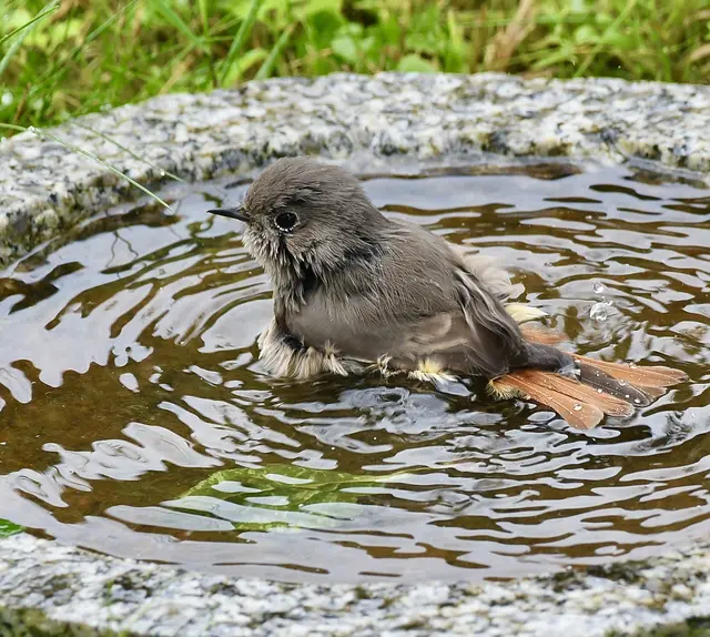 "Der Hausrotschwanz genießt sein Bad mehrmals täglich, auch bei Regenwetter", lässt Regionautin Anna Aldrian die MeinBezirk-Community wissen.  | Foto: Anna Aldrian