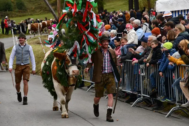 Almabtrieb in Schönberg - Lachtal | Foto: Anita Galler