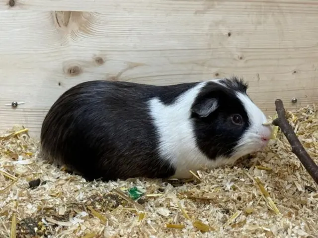 Die Meerschweinchengruppe ist auf der Suche nach einem artgerechten Zuhause. | Foto: TSV St. Pölten