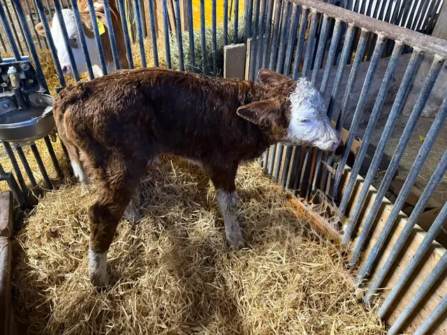Im Stall konnte sich das Kalb wieder erholen.  | Foto: ZOOM.Tirol