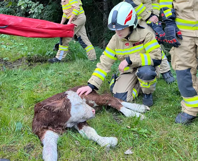 Nach der glücklichen Rettung aus einem steilen Graben erhielt das Kalb den Namen Lucky.  | Foto: ZOOM.Tirol