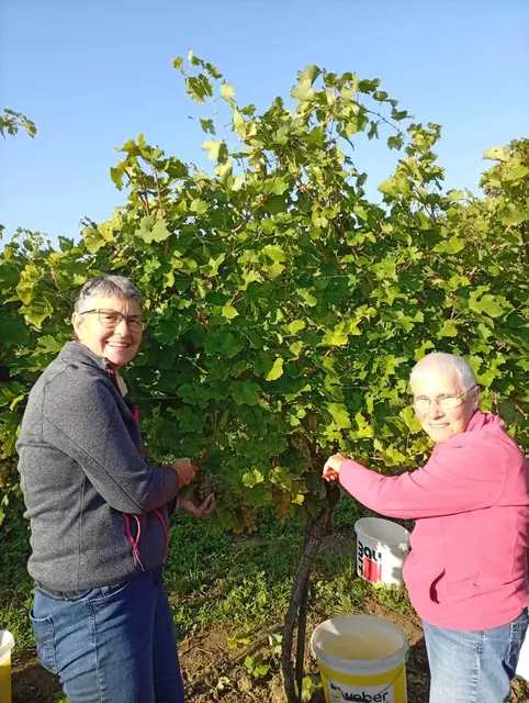 Nel Nieuwstraten (rechts) und Sonja Arbes bei der Weinlese in Nappersdorf. | Foto: arbes