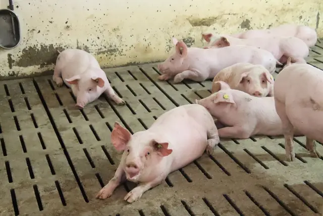 (Symbolfoto) | Foto: Martin Wurglits