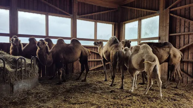 Foto: Holzmann, Resez