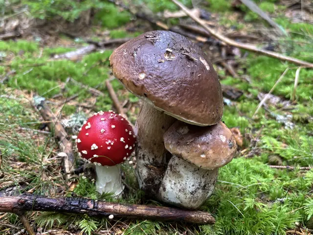 Auch wenn die Freude über das Schwammerlglück überwiegt, beim Schwammerlsuchen gibt es wichtige Regeln zu beachten. | Foto: Waltraud Fischer