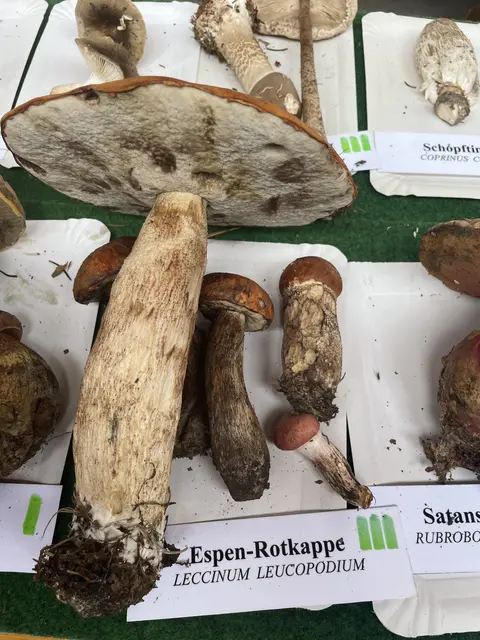Ein hervorragender Speisepilz: Espen-Rotkappe | Foto: Waltraud Fischer