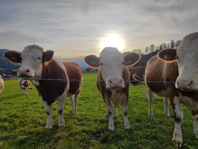 Auch Auslaufmöglichkeiten können optimiert werden. (Symbolfoto) | Foto: Elli Kocher-Schierl