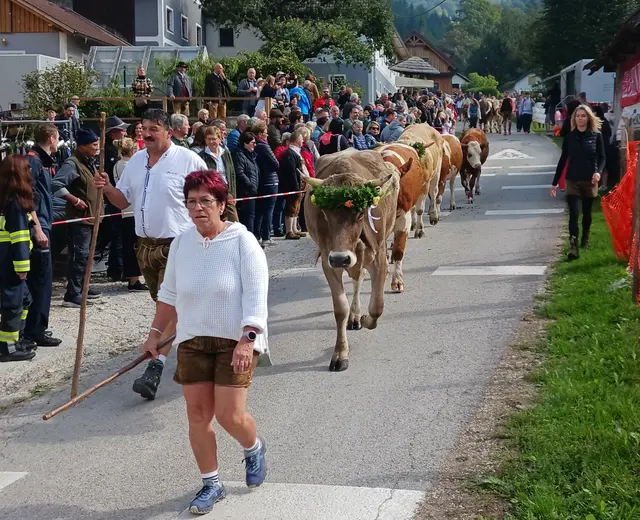 Almabtrieb der Weidegenossenschaft Molln  | Foto: BBK Kirchdorf Steyr/Limberger