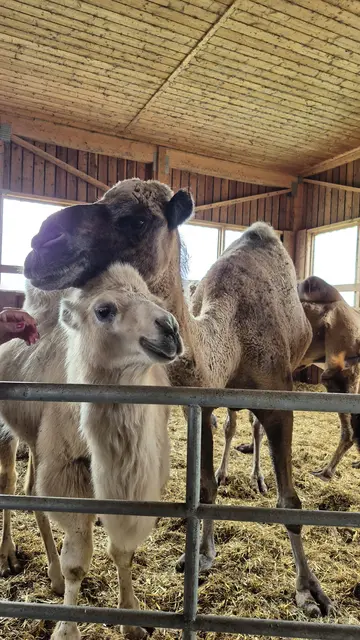 Foto: Holzmann, Resez