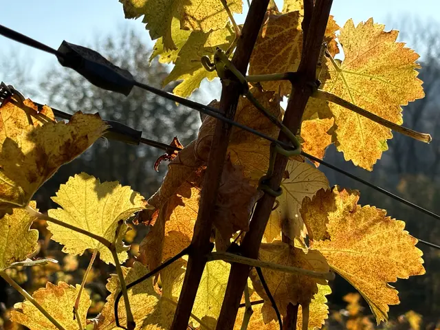 Foto: Waltraud Fischer