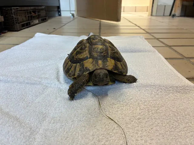 Hulk ist eine griechische Landschildkröte. | Foto: Tierheim Linz