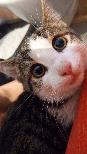 Wenn Sie der Besitzer oder die Besitzerin der Katze sind, wird um Kontaktaufnahme gebeten. | Foto: HFW Villach