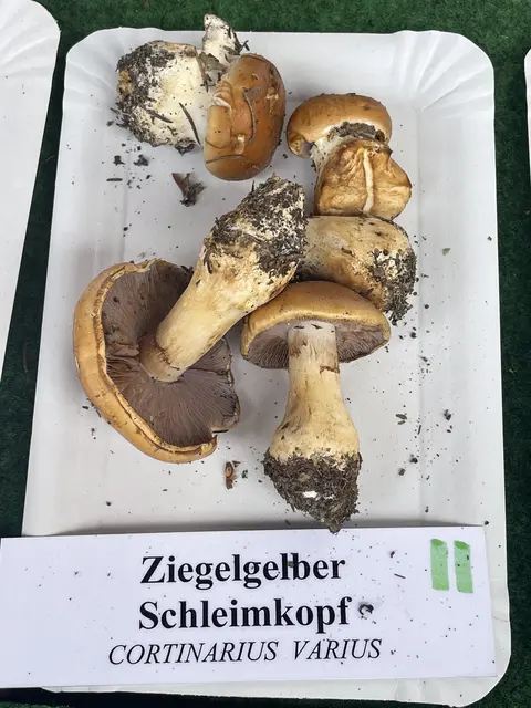 Ein guter Speisepilz: der Ziegelgelbe Schleimkopf | Foto: Waltraud Fischer