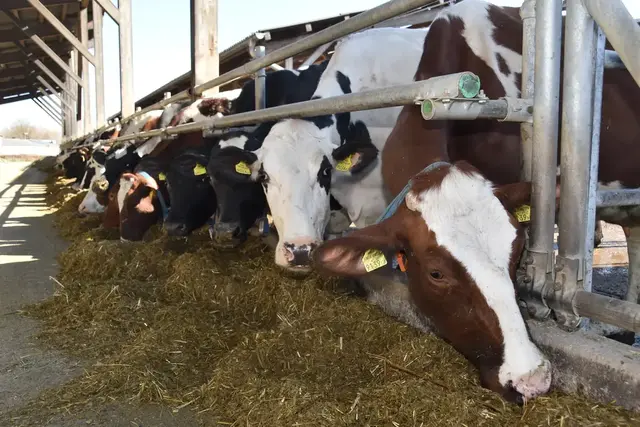 (Symbolfoto) | Foto: Martin Wurglits