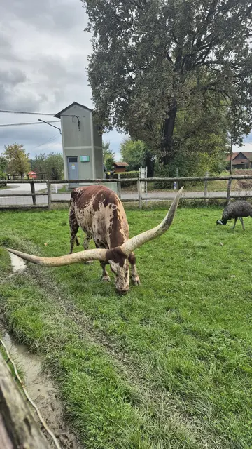 Foto: Holzmann, Resez