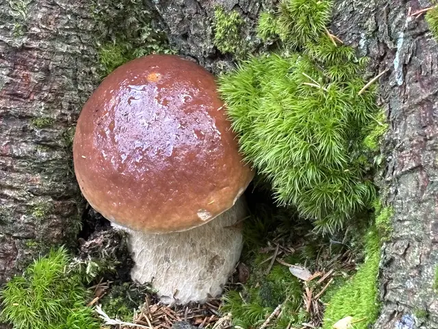 Wie gezeichnet ragen die begehrten Steinpilze derzeit aus dem Boden. | Foto: Waltraud Fischer