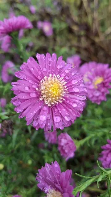 Nach dem Regenguss. | Foto: Bettina Enk