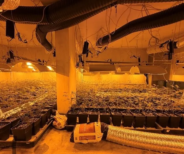 Große Cannabis-Plantage in Floridsdorf entdeckt. | Foto: LPD Wien