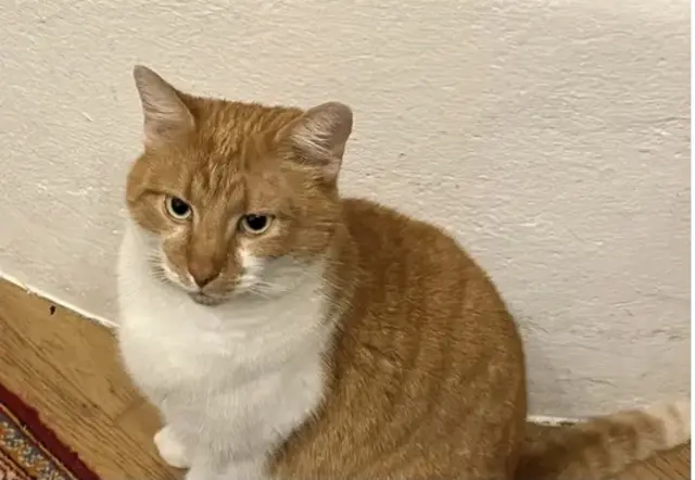 Der Kater wird seit 25. September vermisst. | Foto: Walchetseder