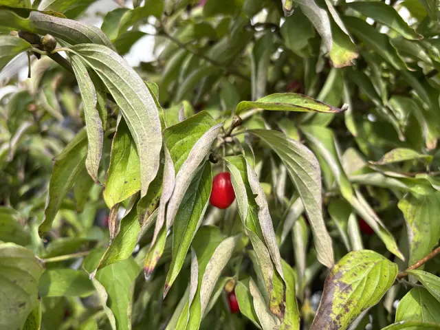 Die Kornelkische, der Star des Kirtages, versteckte sich mitten im Getümmel an Wegesrändern und strahlte mit der Sonne um die Wette. | Foto: Lina Chalusch