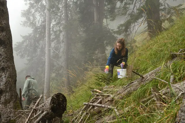 Bereits zum 14. Mal setzten sich TeilnehmerInnen aus Österreich, Deutschland, den Niederlanden und der Schweiz eine Woche lang für den Innsbrucker Bergwald ein. | Foto: Land Tirol