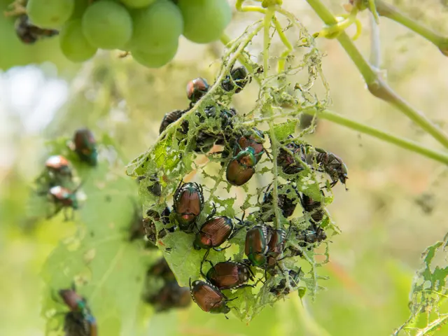Der Japankäfer kann große Schäden verursachen: Die Käfer fressen Blätter, Blüten und Früchte vieler Nutz- und Zierpflanzen, während die Larven (Engerlinge) im Boden die Wurzeln von Rasen, Mais, Gemüse und anderen Kulturen schädigen. | Foto: Agroscope, Giselher Grabenweger