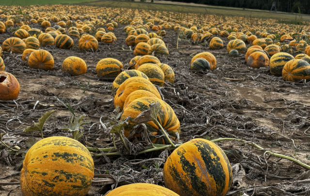 Auf rund 22.000 Hektar wachsen jährlich die wertvollen Früchte, und die Hälfte aller heimischen Kürbiskerne stammt von hier. | Foto: Kürbisprodukte Mader