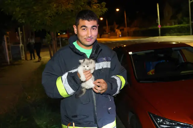 Die Freiwillige Feuerwehr schaffte es, die Babykatze aus dem Motorraum eines geparkten Autos in Wels-Lichtenegg zu befreien. | Foto: laumat.at