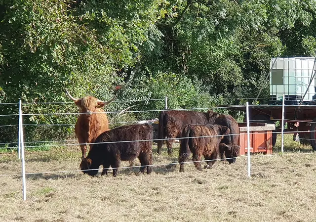 Seit Kurzem pflegt eine Herde Hochlandrinder die ehemalige Ackerfläche „Gegenwörth“ bei Eckartsau.  | Foto: Zsak