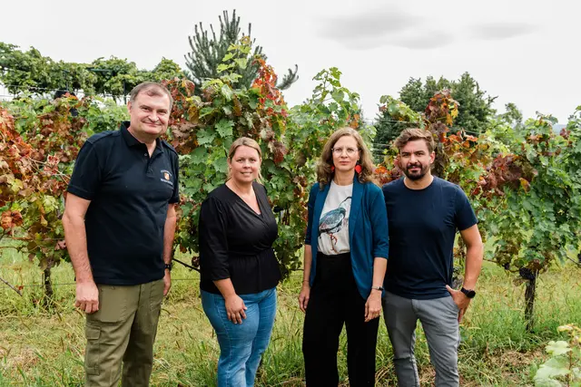 Winzer Reinhold Krutzler (Obmann Eisenberg DAC), Winzerin Kathrin Stubits, Landeshauptmann-Stellvertreterin Anja Haider-Wallner und Winzer Christoph Wachter in einem von der Krankheit betroffenen Weingarten. | Foto: Büro Haider-Wallner