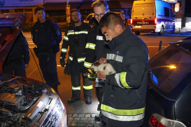 Die Freiwillige Feuerwehr schaffte es, die Babykatze aus dem Motorraum eines geparkten Autos in Wels-Lichtenegg zu befreien. | Foto: laumat.at