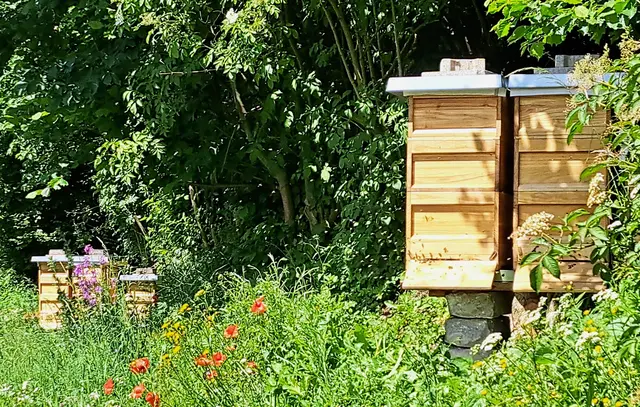Hobby- wie Erwerbsimker stehen gemeinsam zum österreichischen Qualitätshonig - echtem österr. Bienenhonig.   | Foto: Schwaighofer