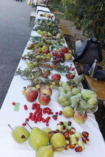 Tische mit Obstvielfalt zum Verkosten | Foto: Hlbla St. Florian
