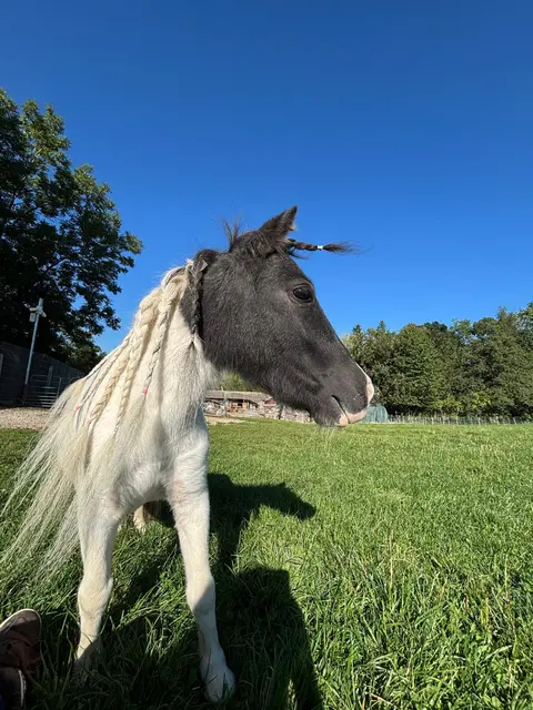 Foto: Pfotenhilfe