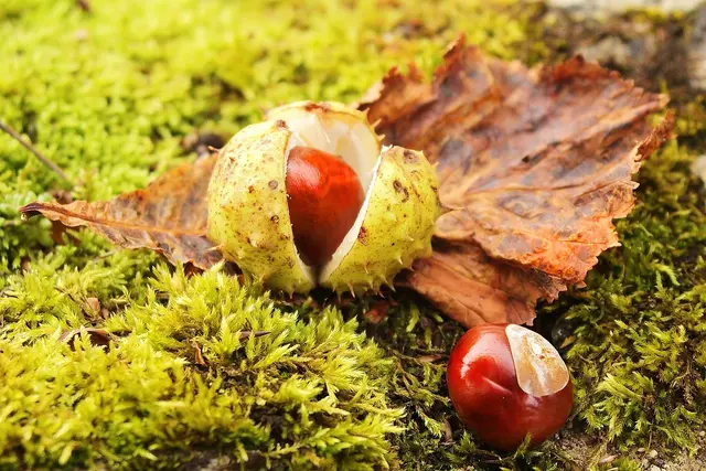 Kastanien üben eine besondere Faszination auf uns aus. Sie fühlen sich angenehm glatt und kühl an, glänzen wie frisch poliert und wirken fast wie Naturjuwelen. | Foto: pixabay