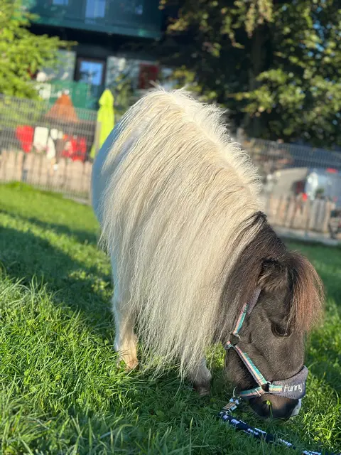 Mini-Pony Helene am Tierschutzhof Pfotenhilfe. | Foto: Pfotenhilfe