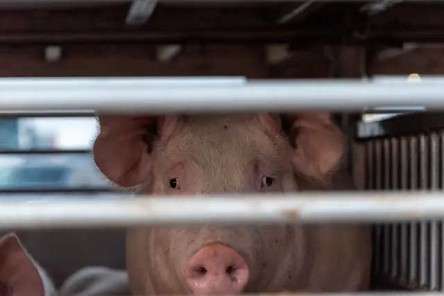 Aktion scharf gegen Tiertransport-Sünder: In Wels mussten 200 Ferkel aus einem überladenen Anhänger abgenommen werden. | Foto: Smarterpix/Miguel-Perfectti