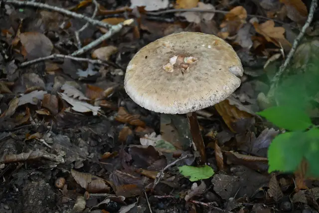 Könnte Parasol sein