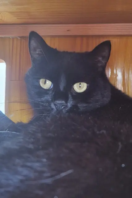 Der kleine Jannis trauert so sehr. Wer will ihn trösten? | Foto: Arche Wels