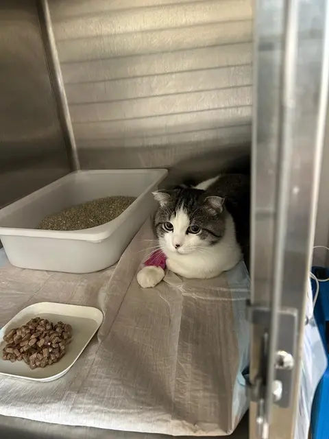 Alaric hat den Unfall nur knapp überlebt. | Foto: TSV St. Pölten