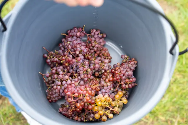 Foto: Valentina Marinelic/MeinBezirk