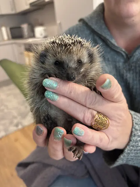 Igel "Stanislaus" wird, Dank menschlicher Hilfe, gut über den Winter kommen.  | Foto: Haun