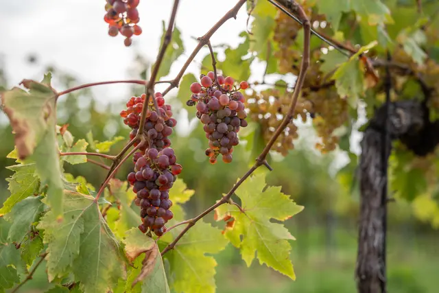 Foto: Valentina Marinelic/MeinBezirk