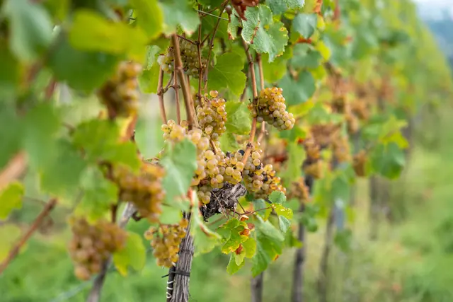 Foto: Valentina Marinelic/MeinBezirk