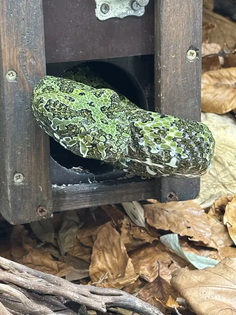 Diese äußerst giftige Mangshan-Viper befindet sich seit Kurzem in der Welt der Gifte in Bergheim bei Salzburg. | Foto: Emanuel Hasenauer