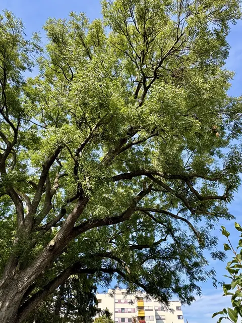 Auf dem Baugelände befindet sich eine 250 Jahre alte Esche. | Foto: z.V.g.
