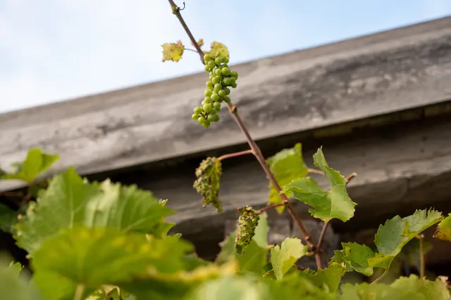 Foto: Valentina Marinelic/MeinBezirk