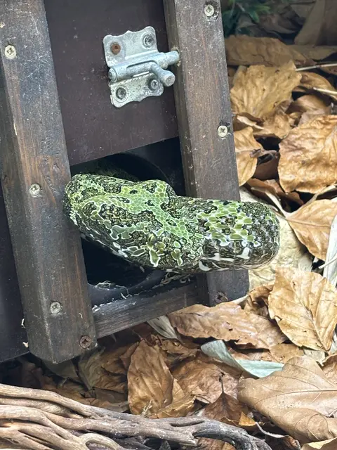 Die Mangshan-Vipern leben eigentlich in Südchina. | Foto: Emanuel Hasenauer